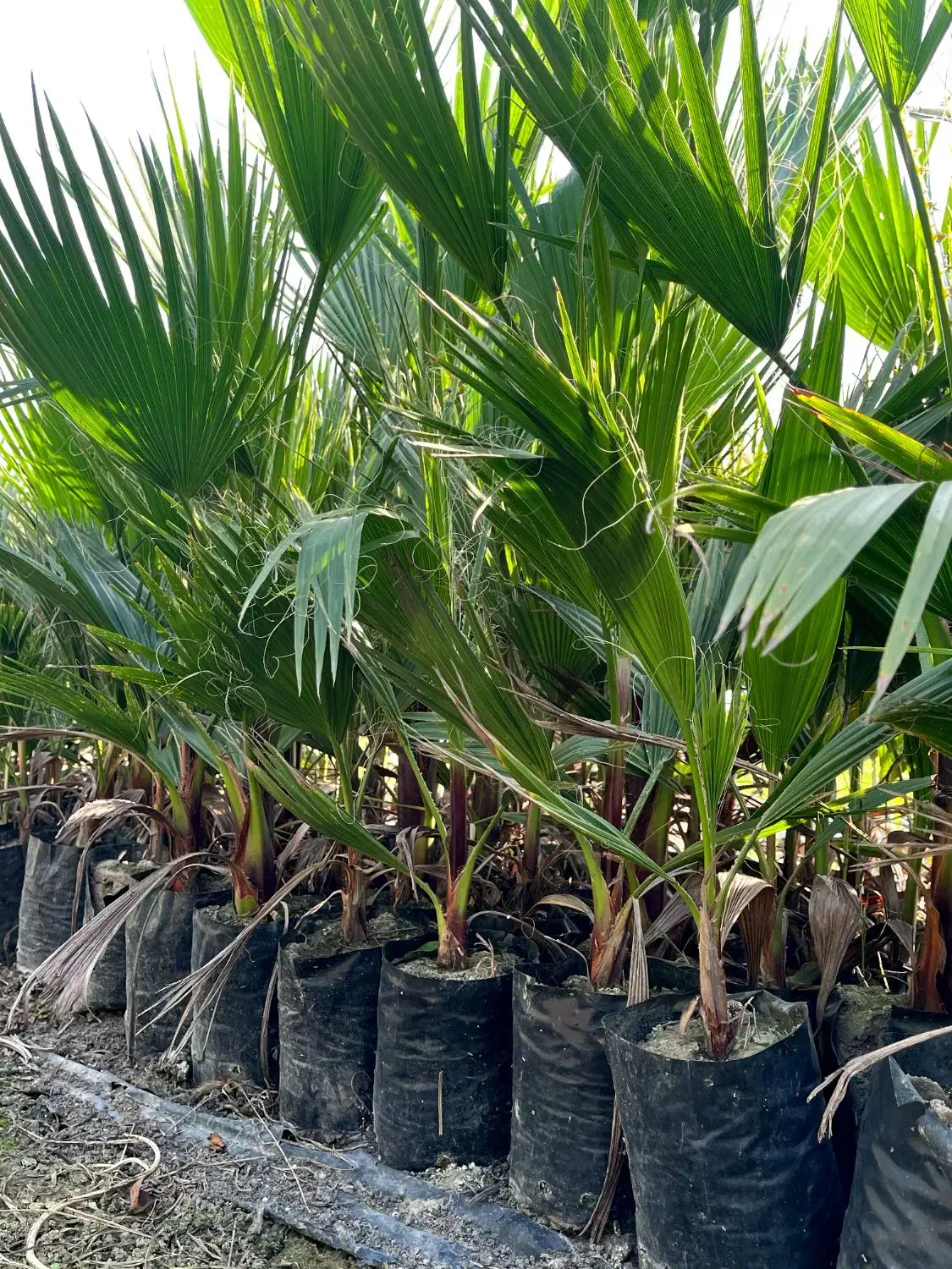 پالم نشایی تا یک متری همه سایزها|گل و گیاه طبیعی|آمل, |دیوار