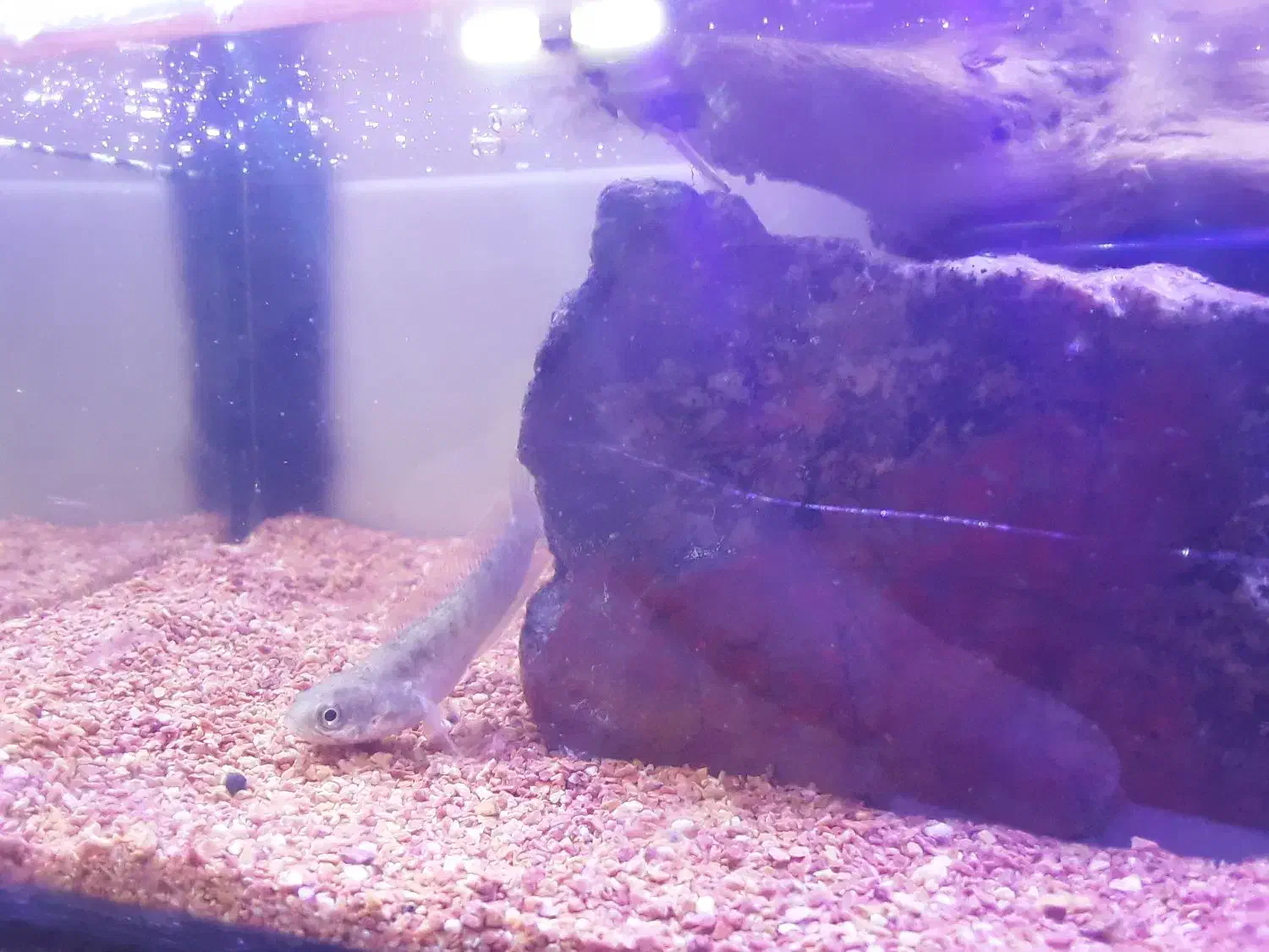 فروش ماهی چانا|ماهی|دامغان, |دیوار