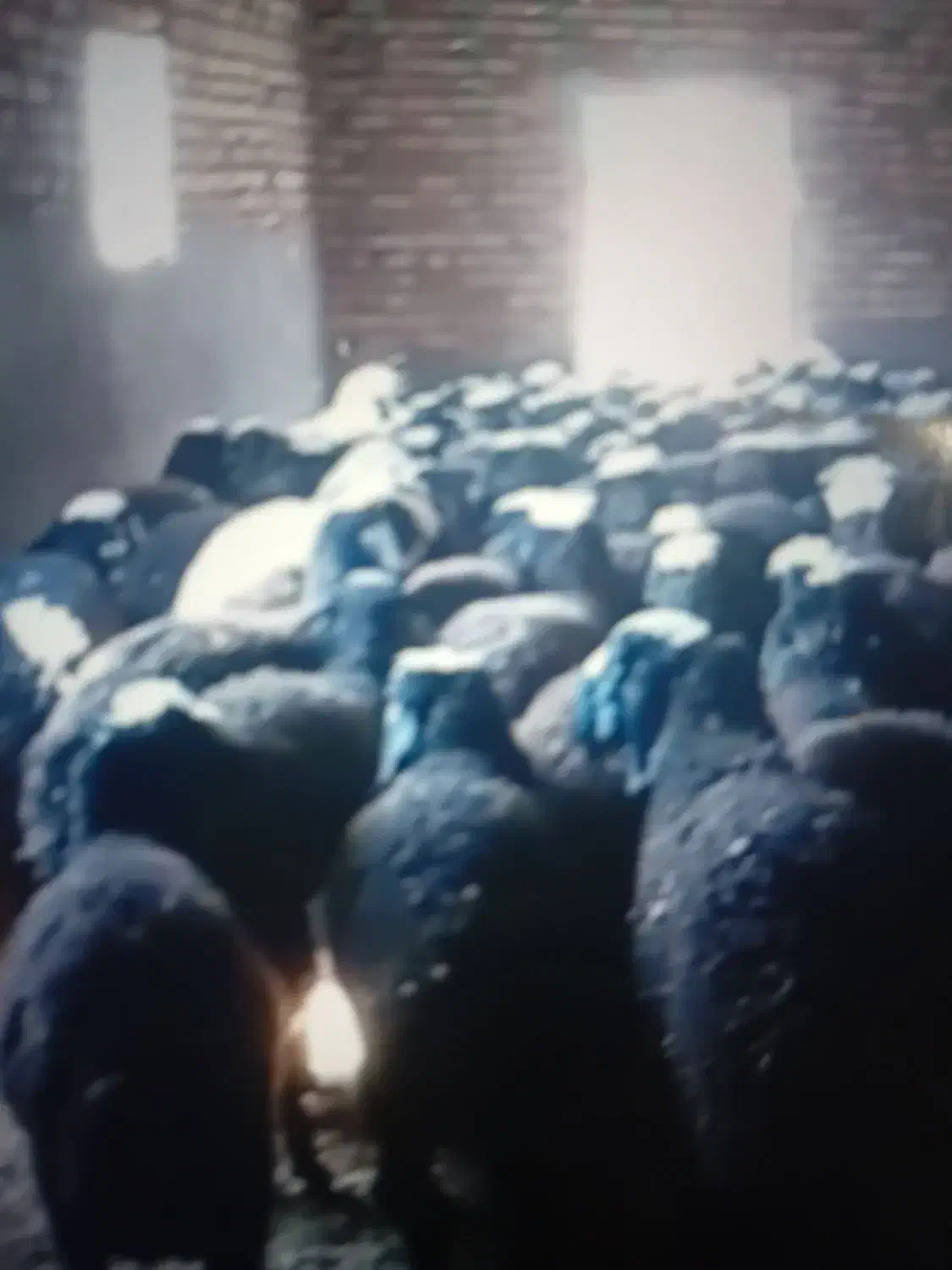 فروش قوچ بره نر میش|حیوانات مزرعه|رزن, |دیوار