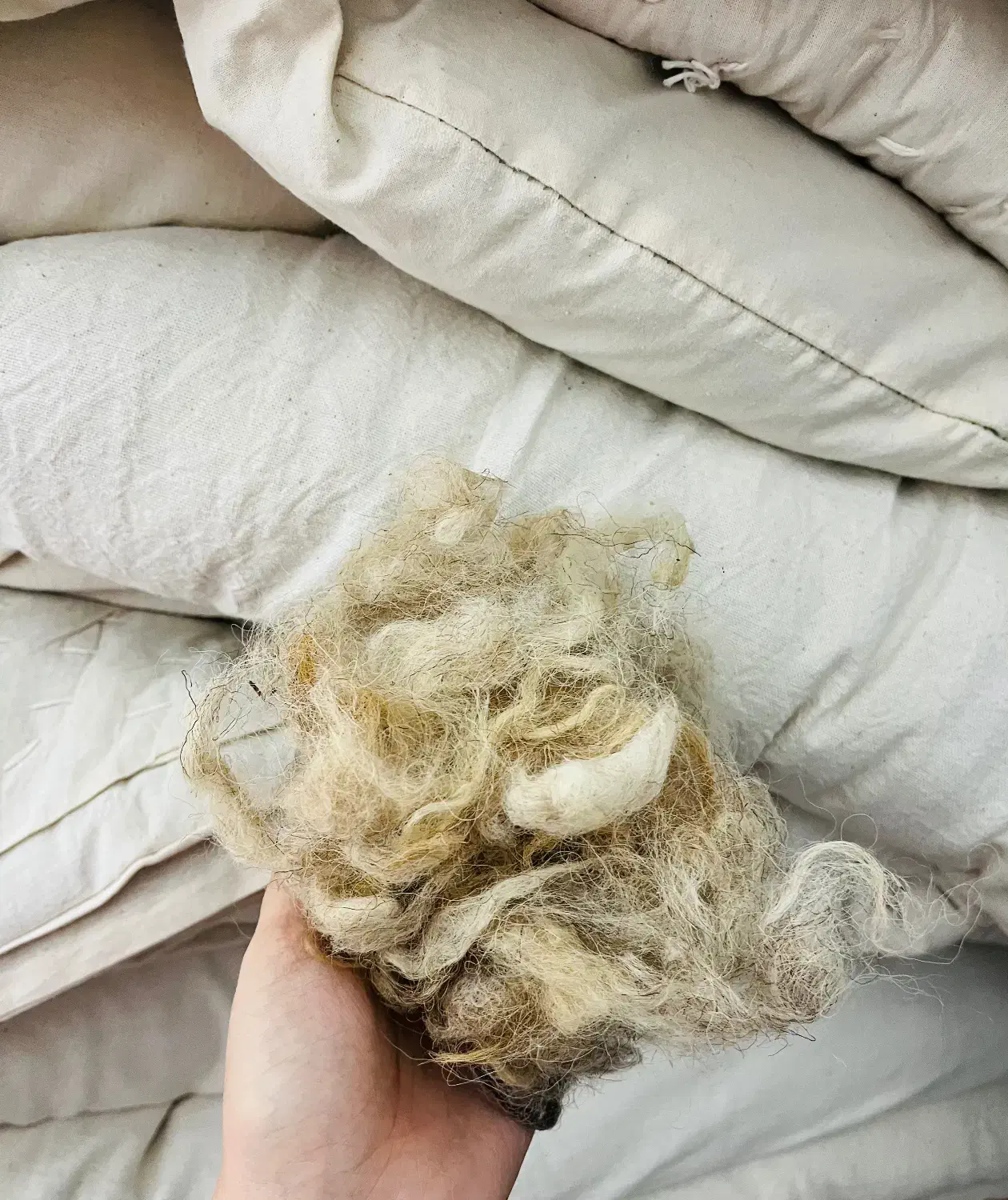 فروش پشم گوسفندی|رختخواب، بالش، پتو|اردبیل, |دیوار