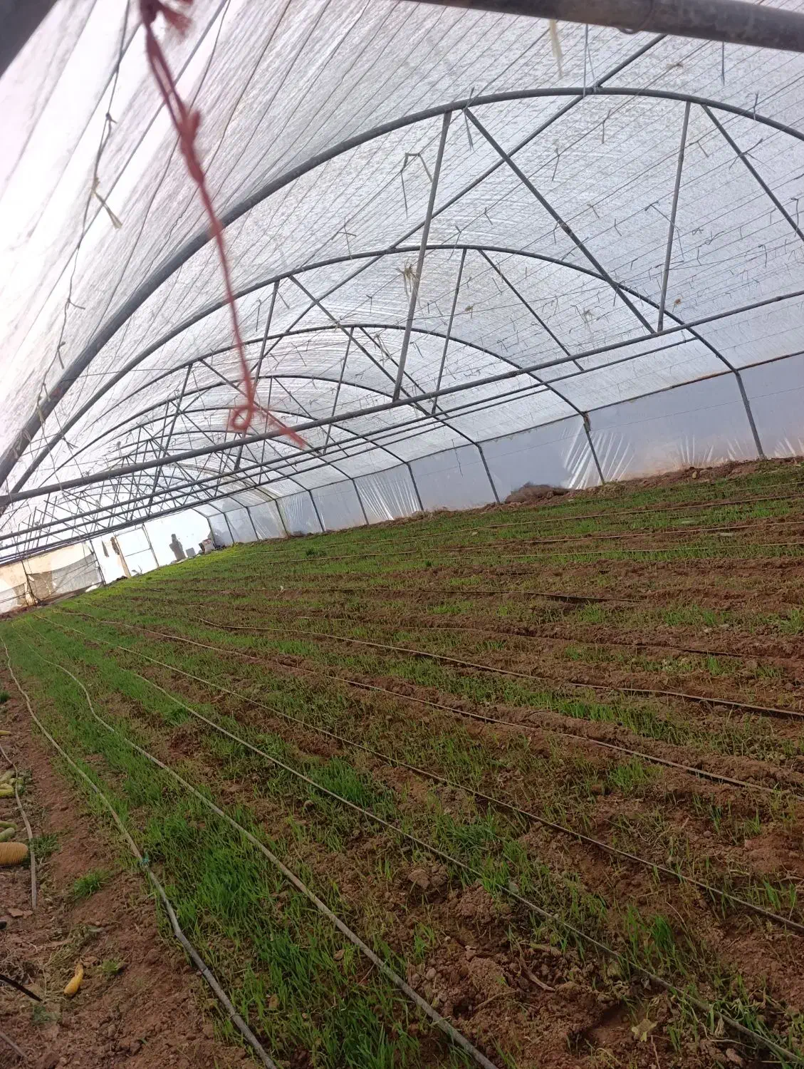 فروش گلخانه 500 متری گالوانیزه|مصالح و تجهیزات ساختمان|نصر آباد, |دیوار