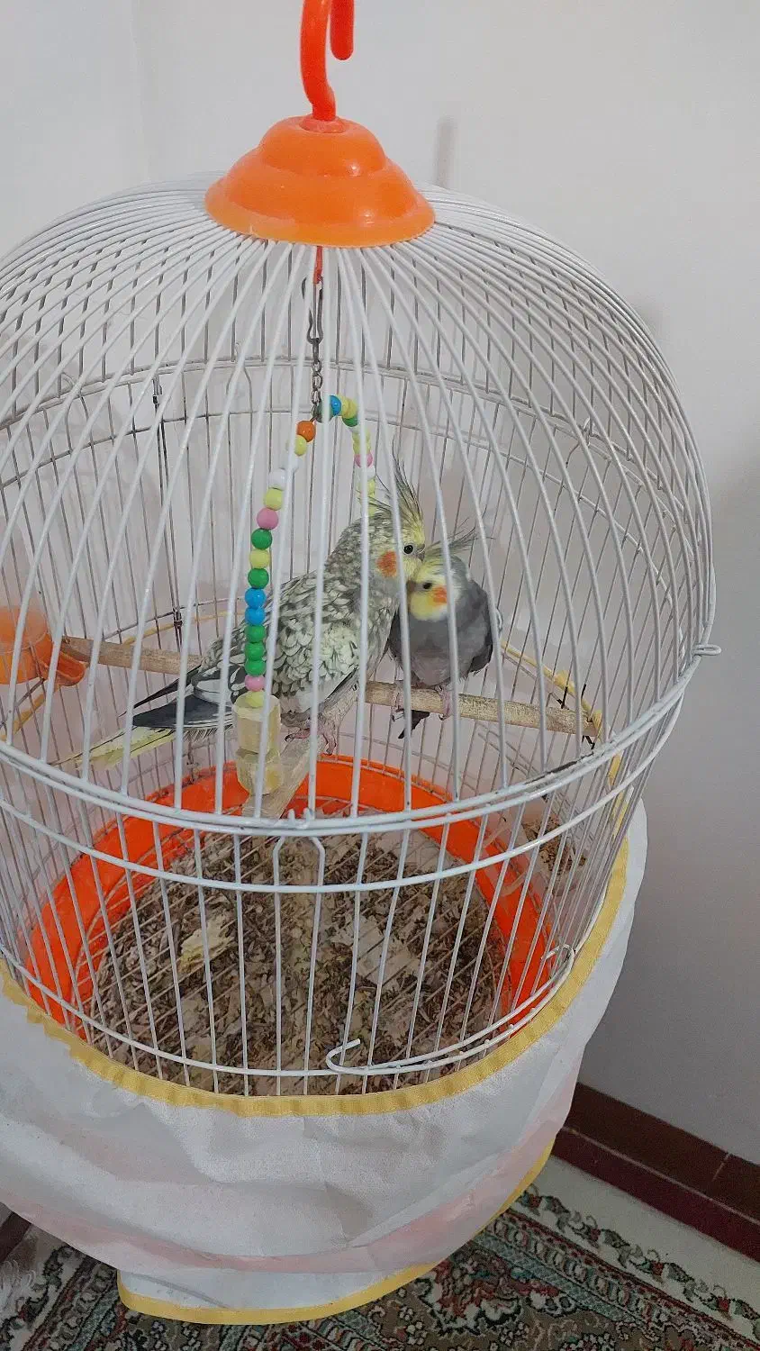 عروس هلندی|پرنده|بهشهر, |دیوار