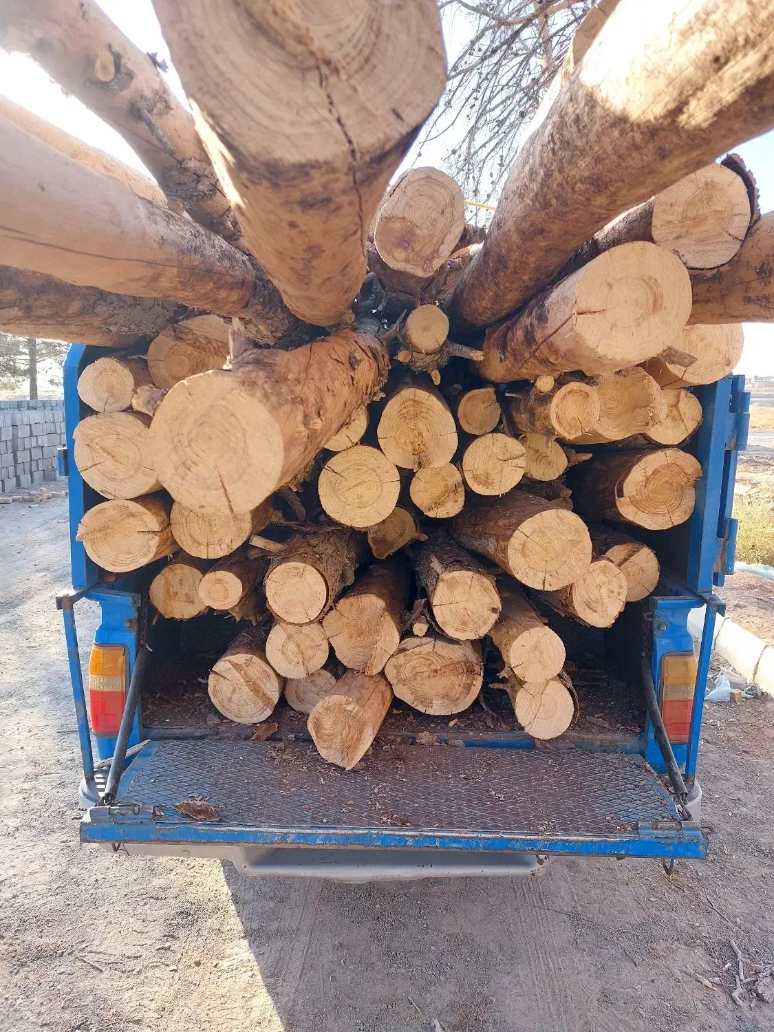 چوب کاج خشک|عمدهفروشی|تربتحیدریه, پائین ولایت|دیوار