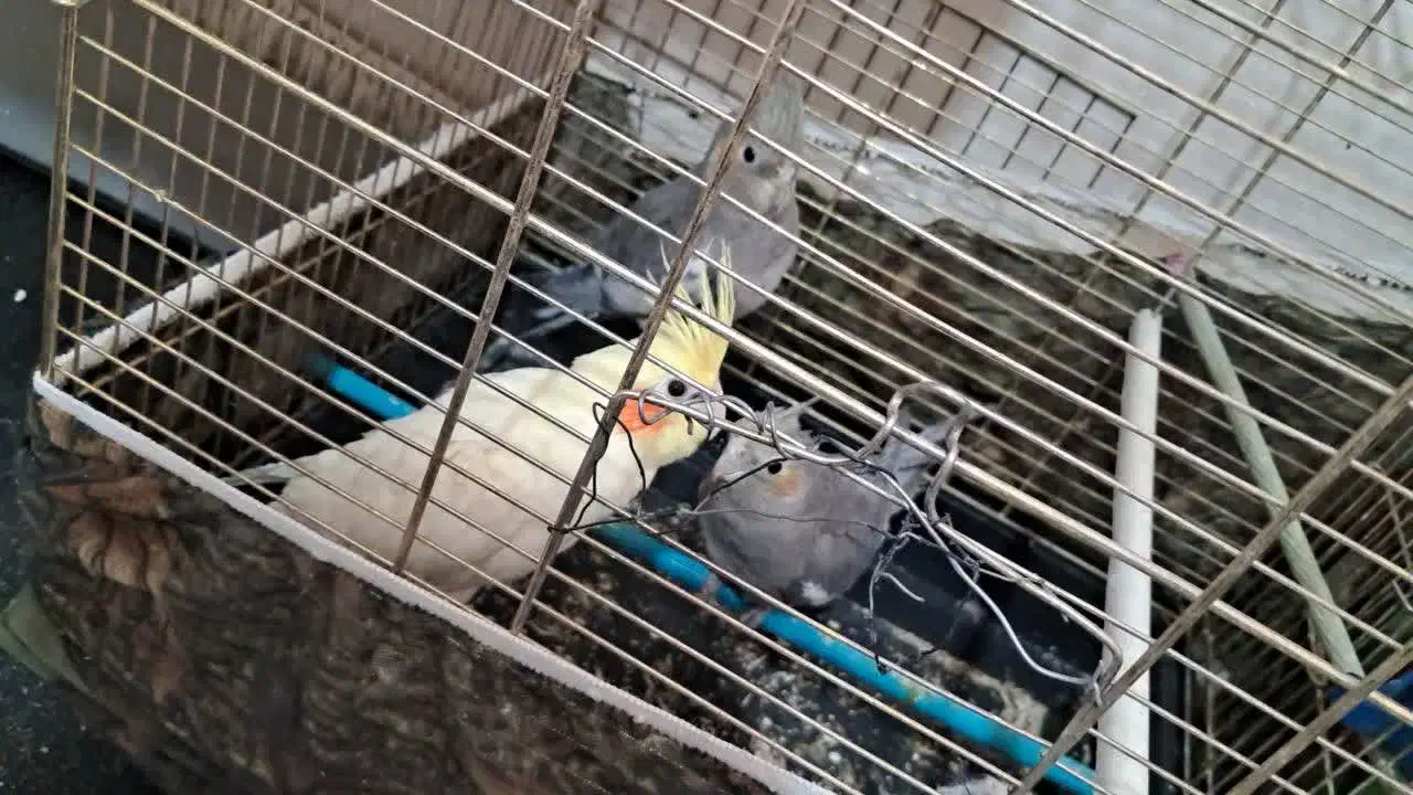 فروش 3 تا جوجه عروس|پرنده|اصفهان, زهران|دیوار