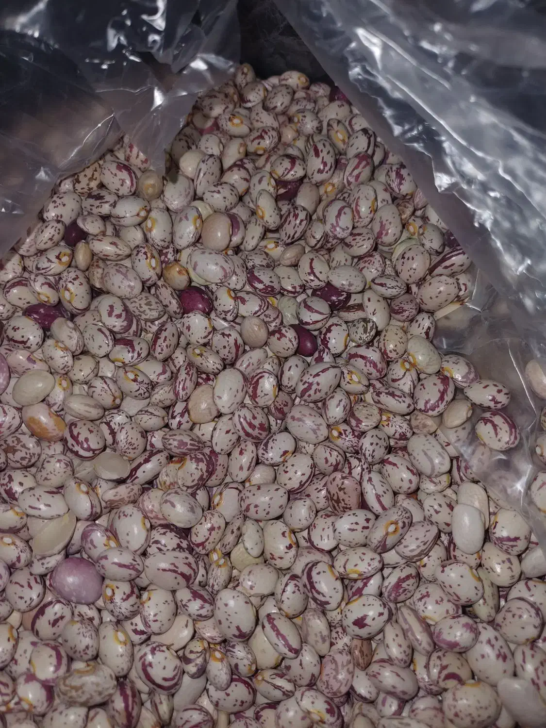 لوبیا چیتی|خوردنی و آشامیدنی|سده (فارس), |دیوار