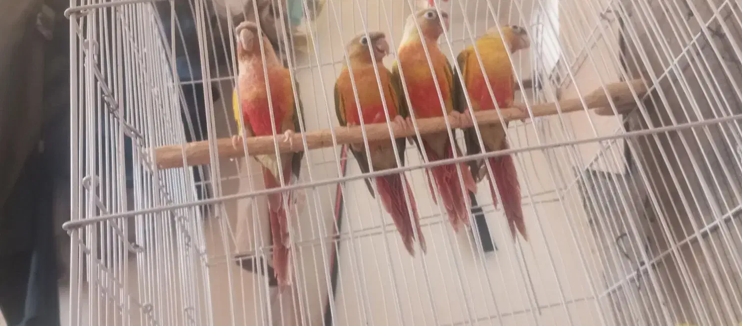 گرینچک برزیلی مینا عروس هلندی|پرنده|تربت جام, میان جام|دیوار