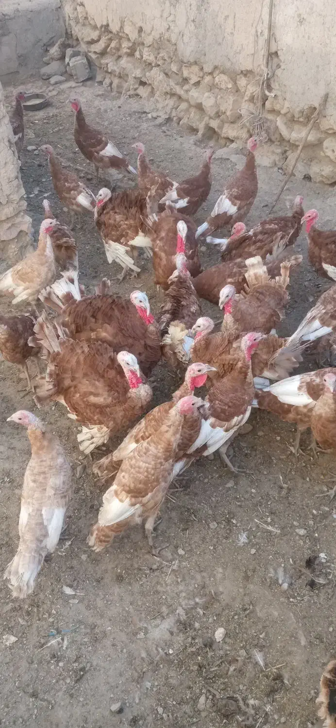 بوقلمون برنزه|حیوانات مزرعه|دیواندره, |دیوار