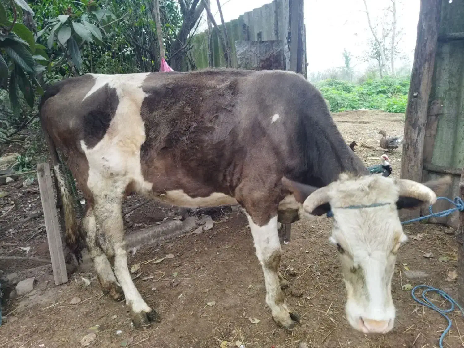 یک راس گاو ماده|حیوانات مزرعه|آستانه اشرفیه, |دیوار