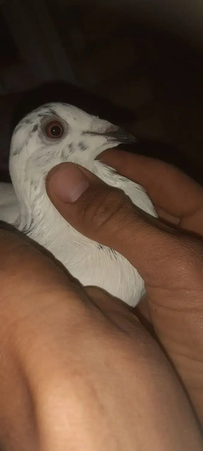 گور دمبی نر گرفتنی|پرنده|شوشتر, |دیوار