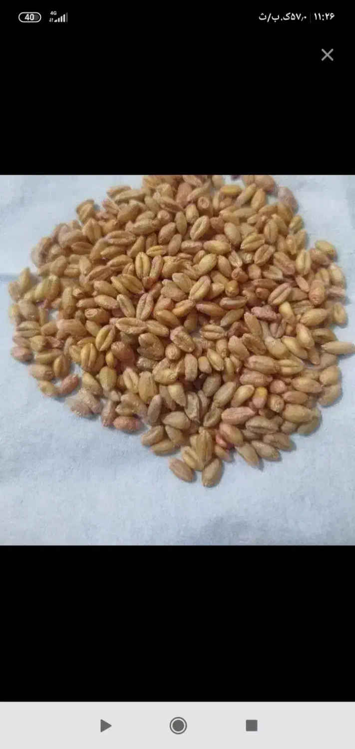 گندم بذری میهن ابی|خدمات باغبانی و درختکاری|بروجرد, |دیوار