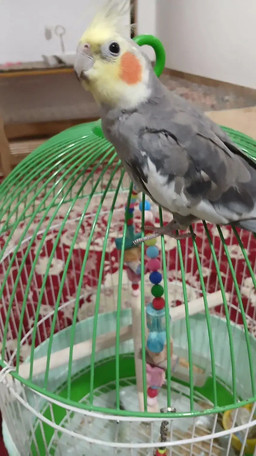 فروش یک عدد عروس هلندی|پرنده|املش, |دیوار