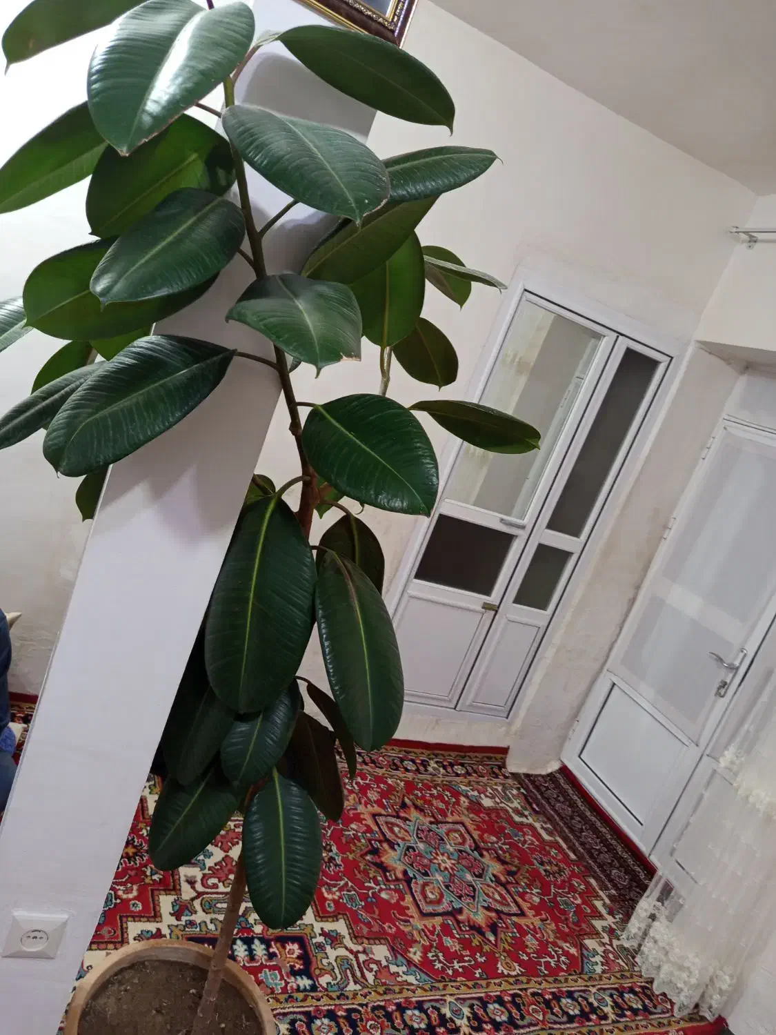 فروش گل آپارتمانی فیکوس|گل و گیاه طبیعی|بناب, |دیوار