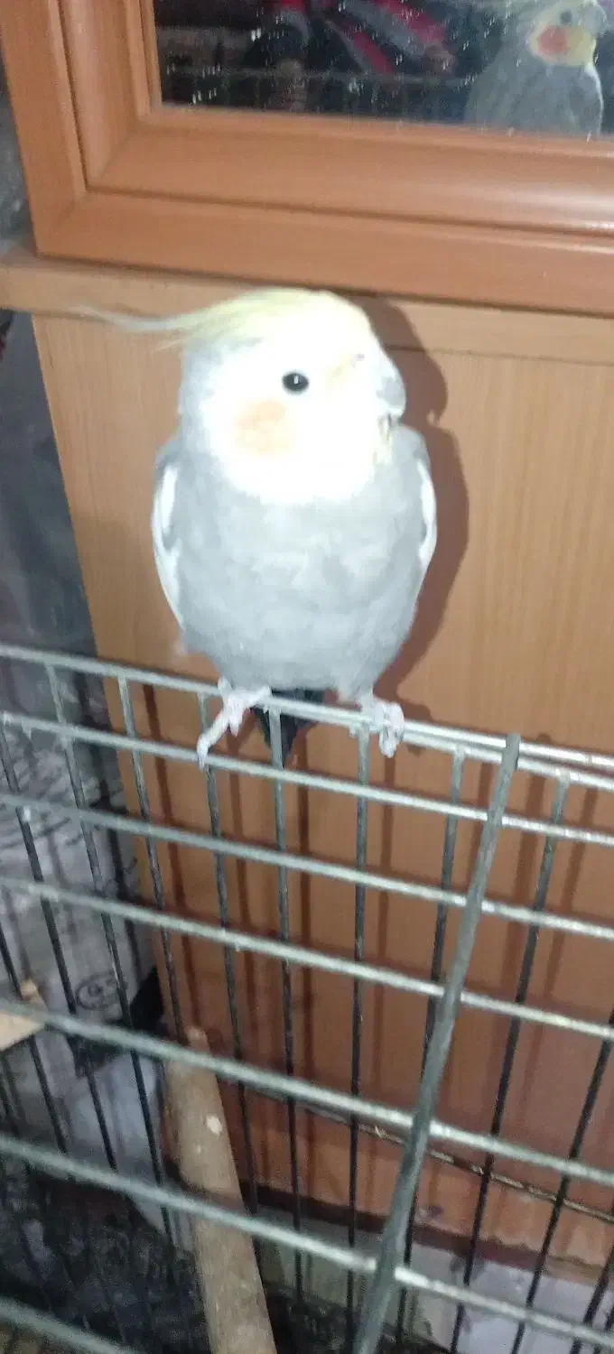 عروس هلندی نر|پرنده|مشکین‌دشت, |دیوار