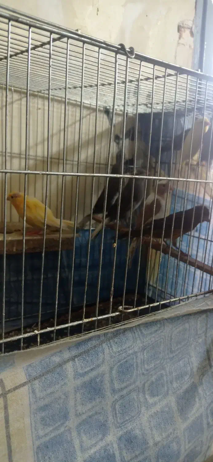 قناری|پرنده|کرمان, |دیوار