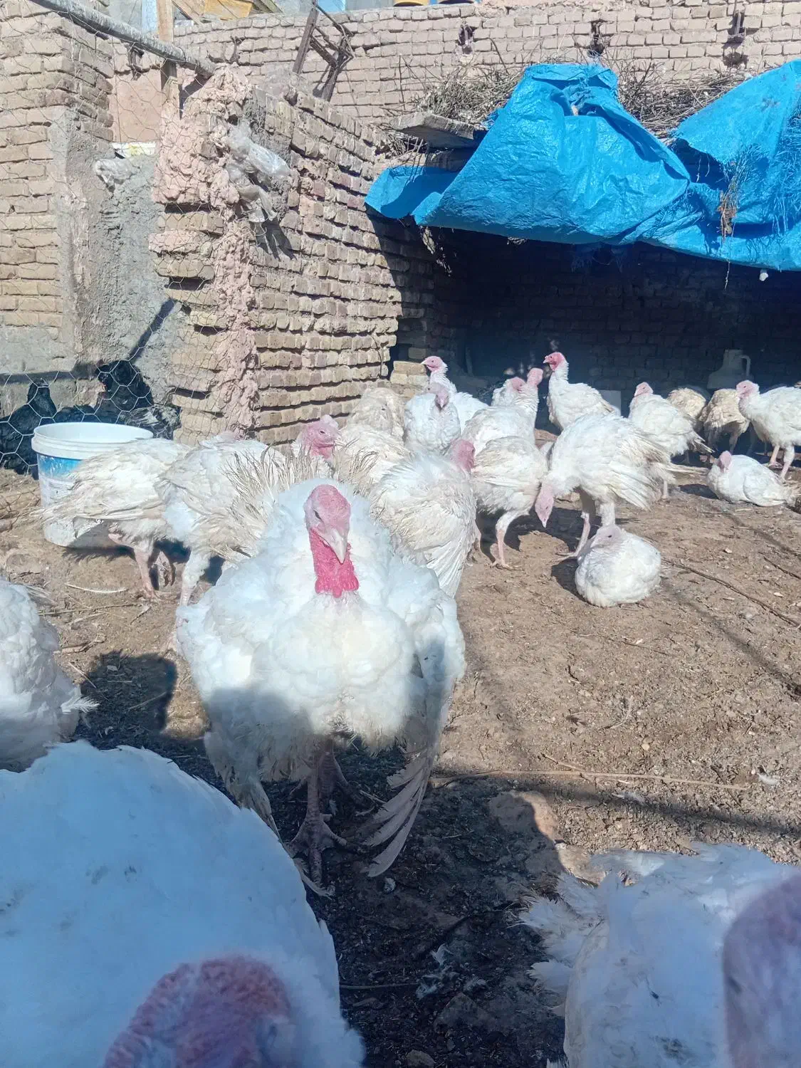 بوقلمون گوشتی|حیوانات مزرعه|سبزوار, کلاته سیفر|دیوار