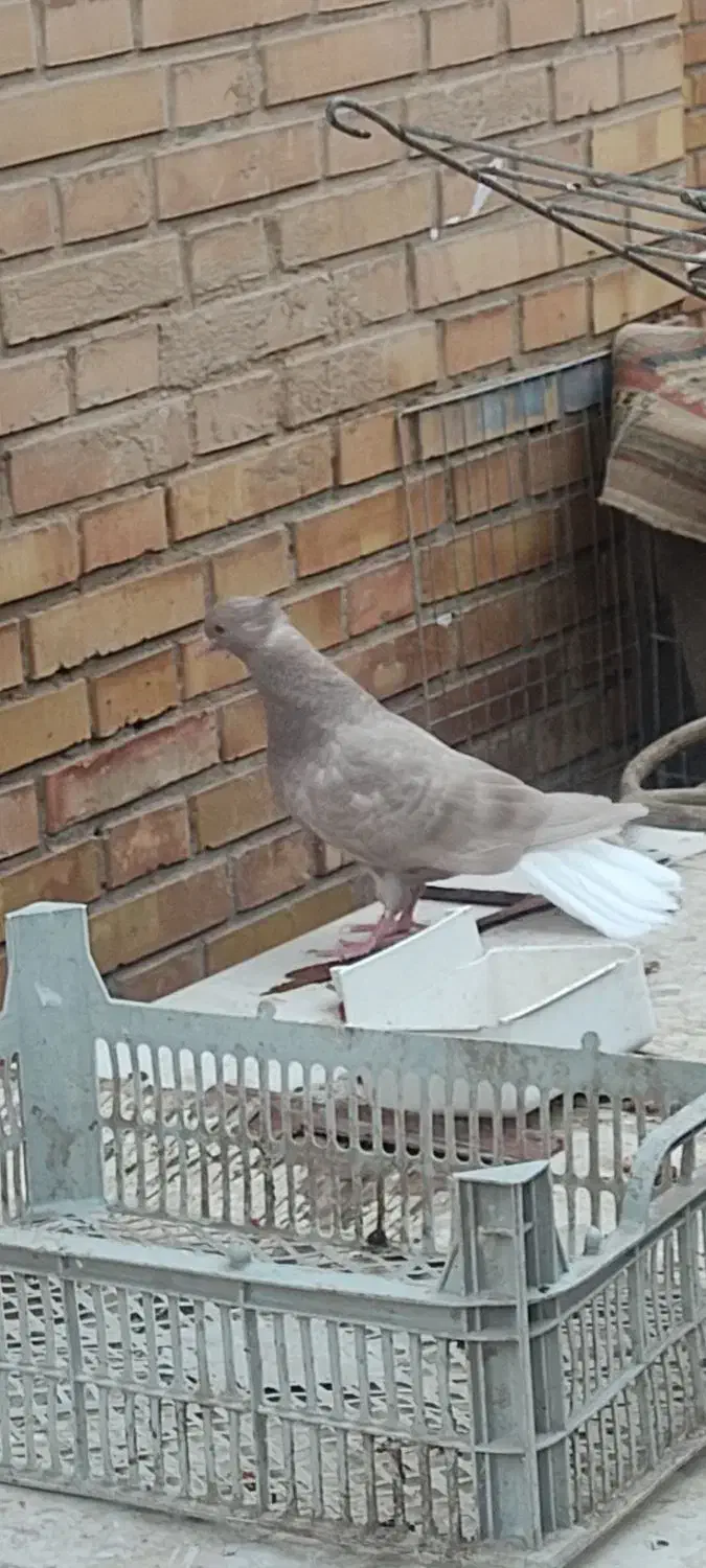 کبوتر جوجه دم سفید نر|پرنده|اهواز, شهرک اکباتان|دیوار