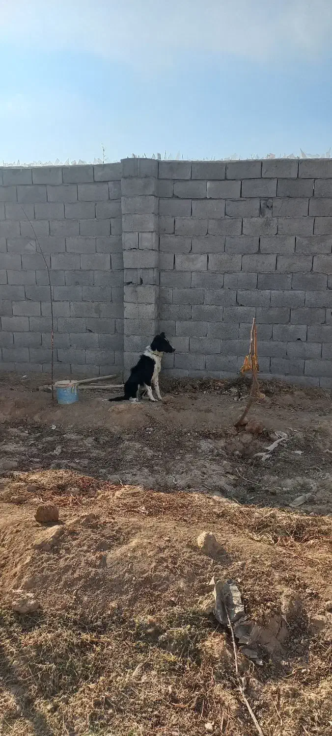 توله قدرجونی|سگ|لنجان, |دیوار