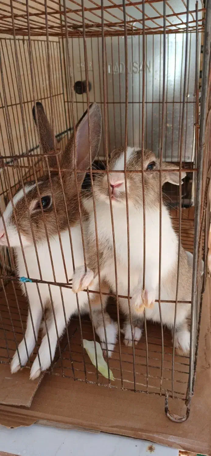 خرگوش|موش و خرگوش|تویسرکان, |دیوار