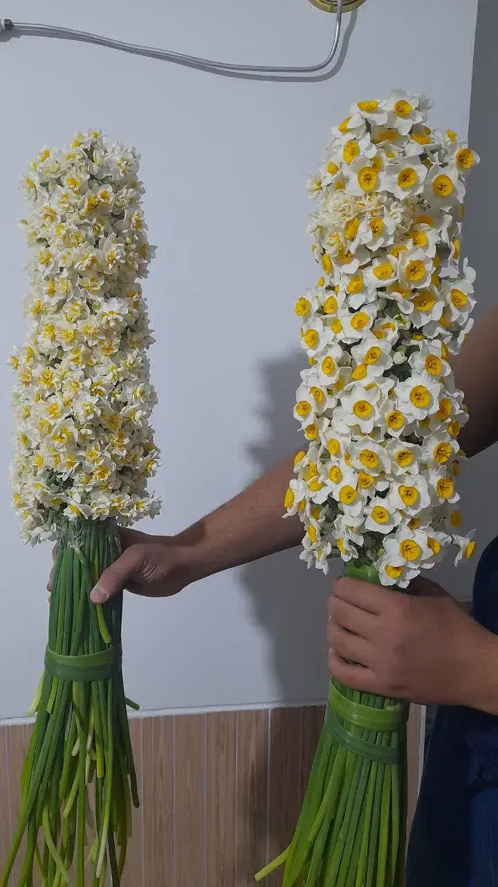 گل نرگس خفر|گل و گیاه طبیعی|شیراز, بازار|دیوار