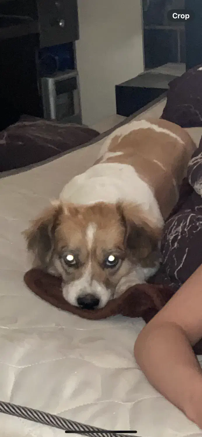 واگذاری سگ اشپیتز دو ساله|سگ|تهران, سازمان برنامه جنوبی|دیوار