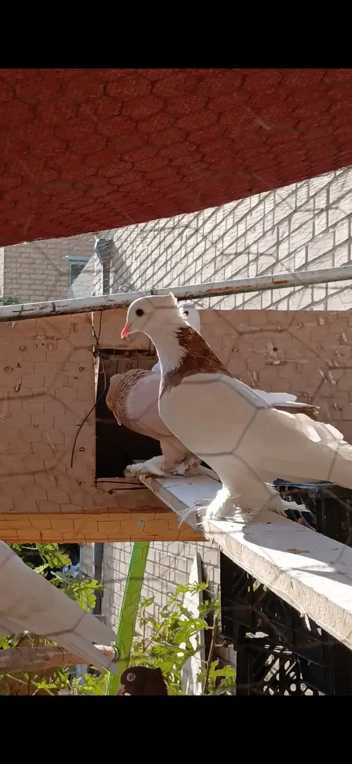 مفلق طوقی|پرنده|اصفهان, کوی امیریه|دیوار