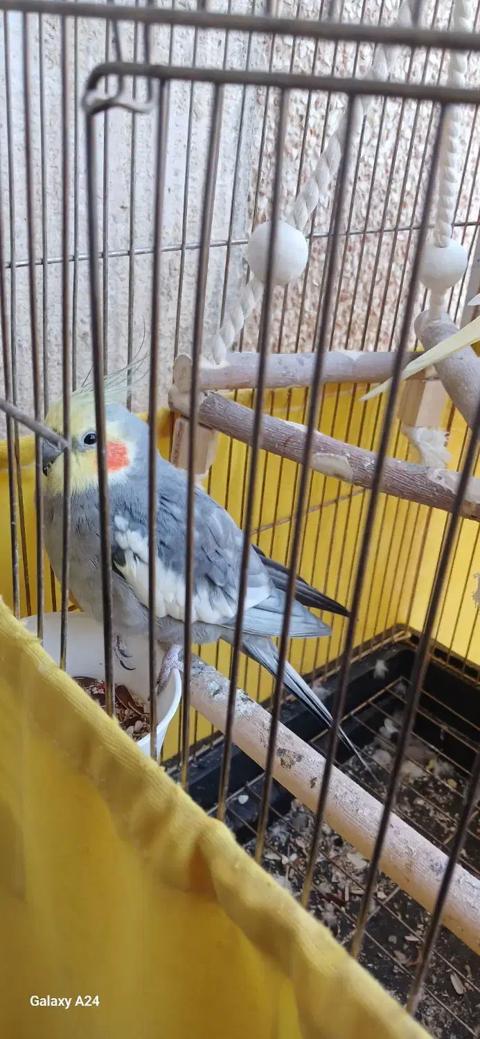 عروس هلندی سخنگو|پرنده|کرج, باغستان|دیوار