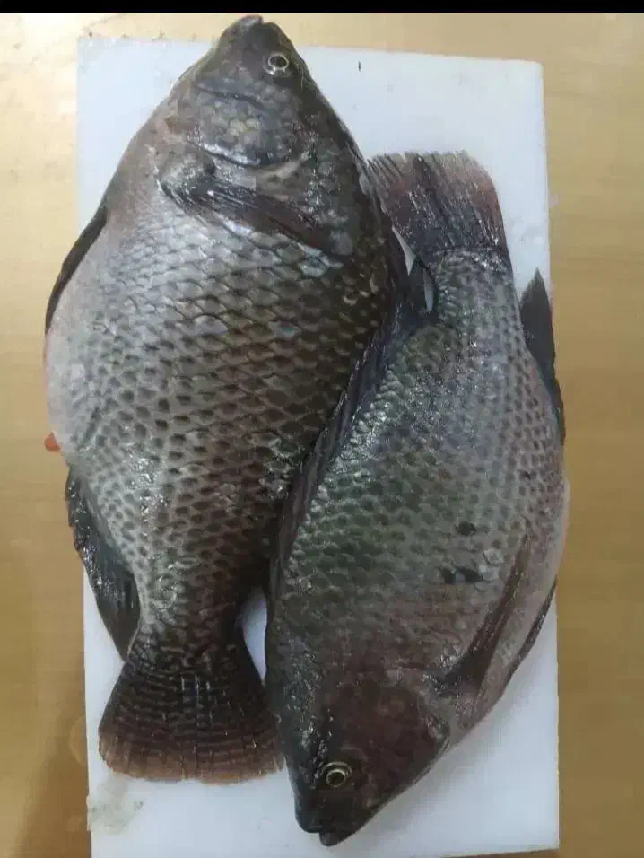 فروش|ماهی|مرودشت, ثبت احوال|دیوار