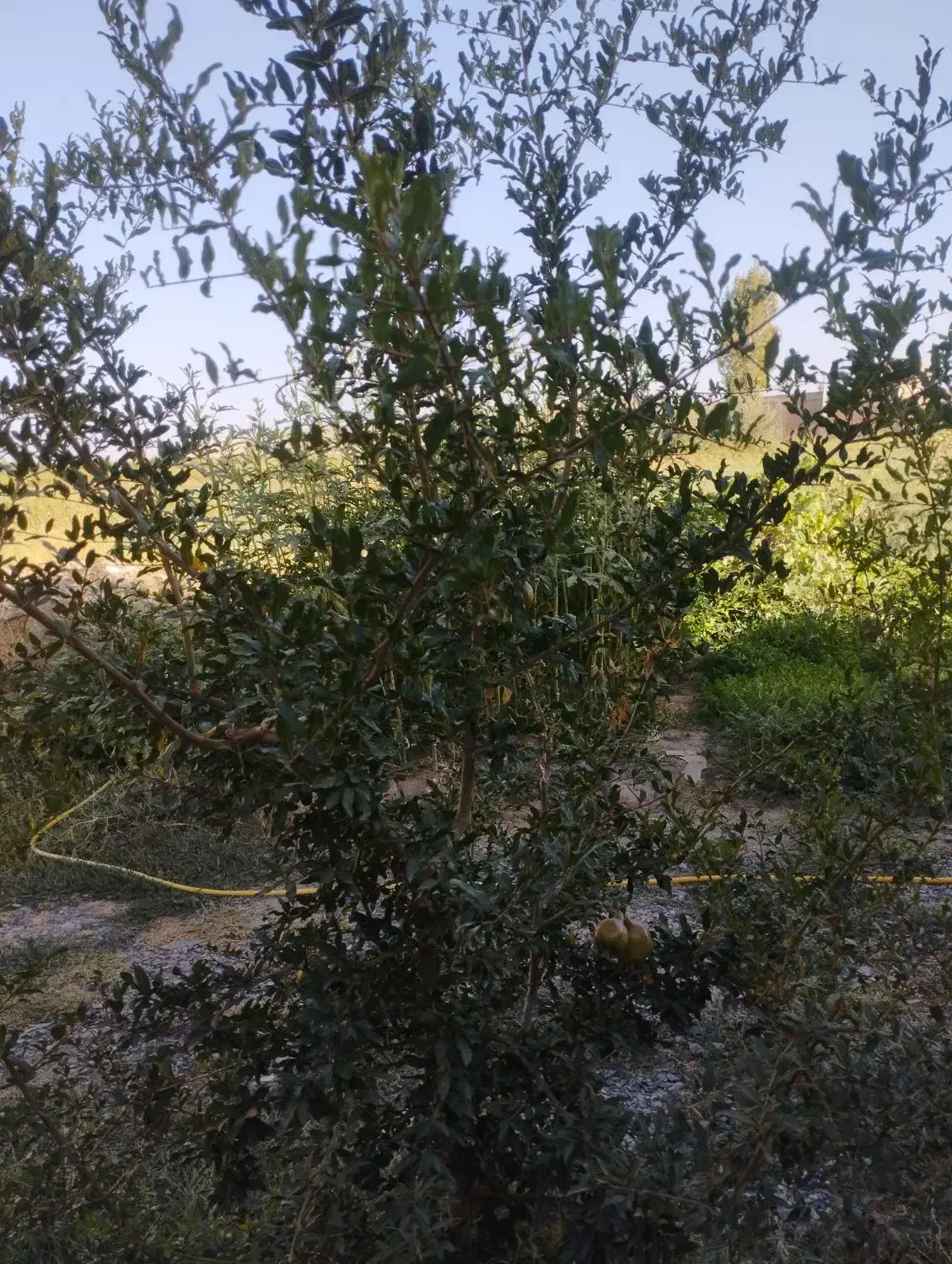 حرس باغات|خدمات باغبانی و درختکاری|میاندوآب, |دیوار