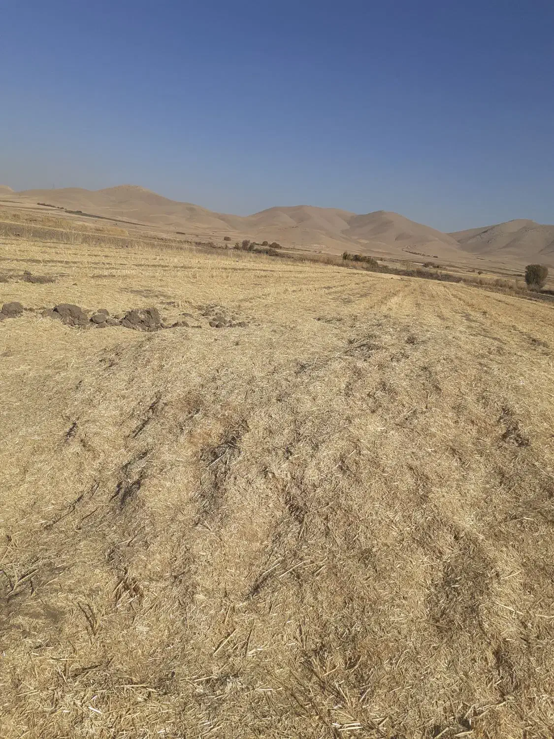 کاه گندم|حیوانات مزرعه|کنگاور, |دیوار