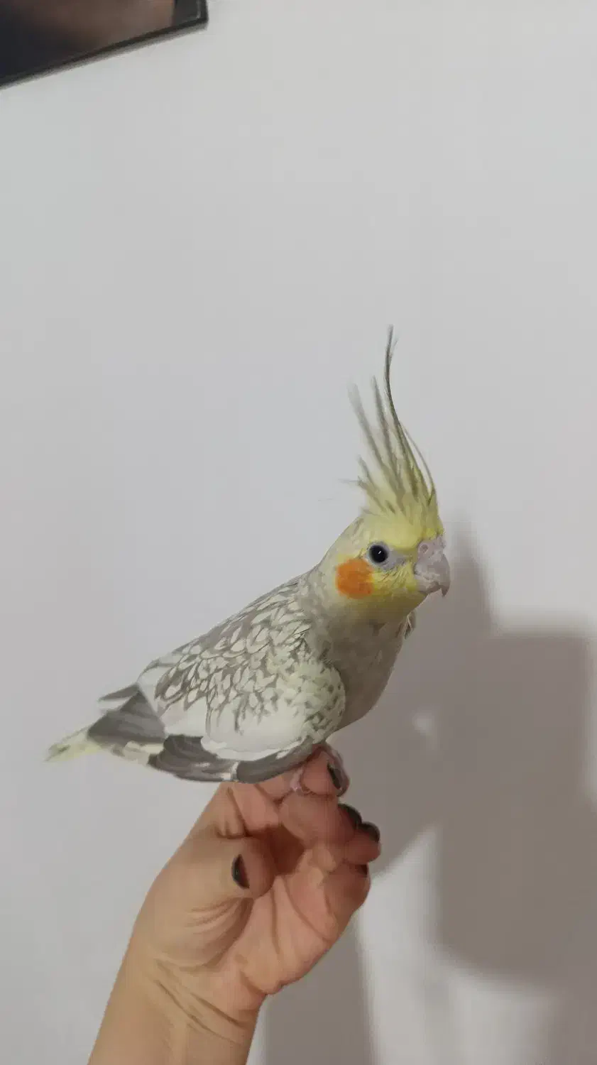 عروس هلندی مولد سخنگو|پرنده|دماوند, مسکن مهر گیلاوند|دیوار