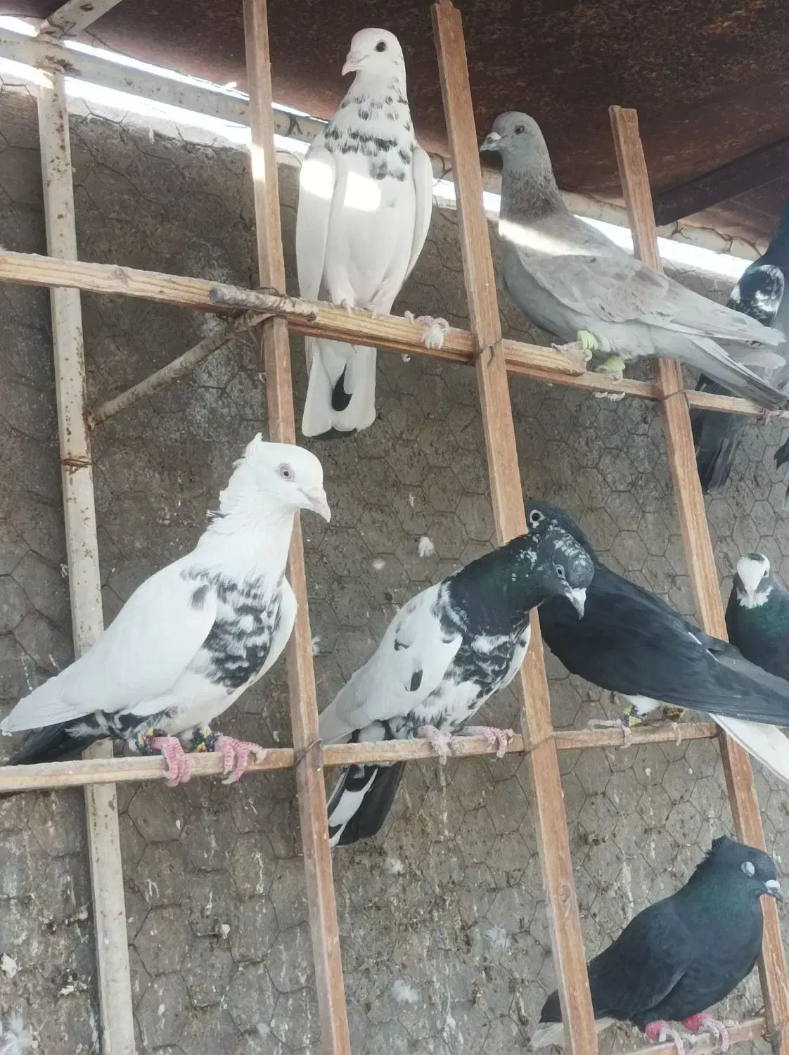 کفتر پرشی|پرنده|نیشابور, چمبران|دیوار