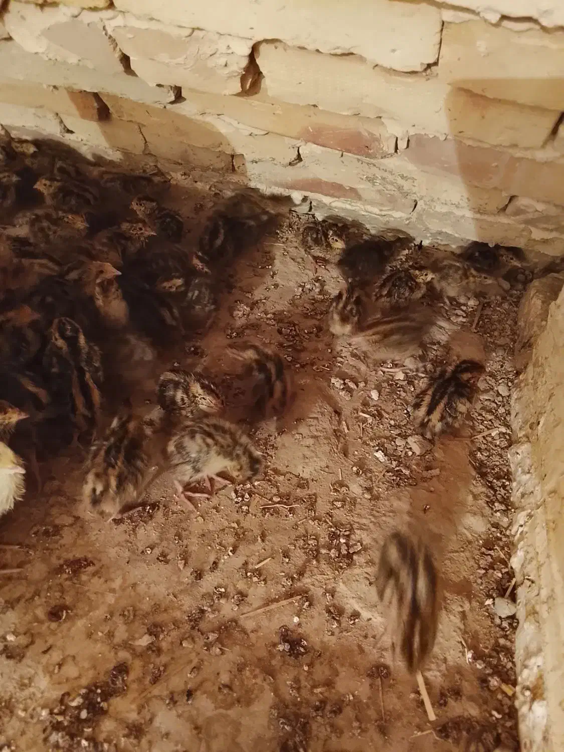 بلدرچین|حراج|زابل, |دیوار