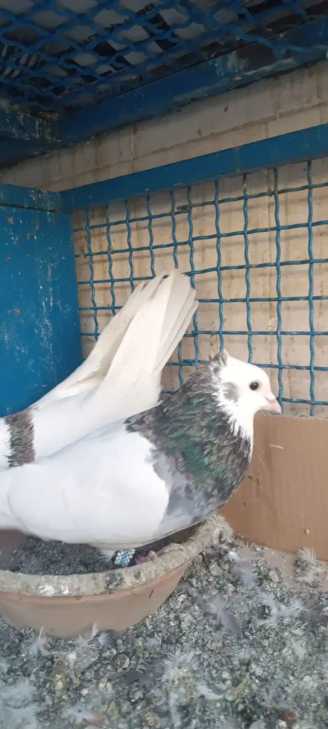 کفتر|پرنده|مشکیندشت, |دیوار