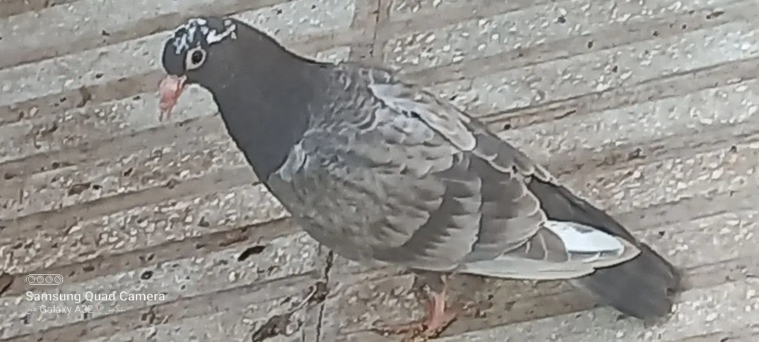 پیدا شده|حیوانات|سبزوار, امیر کبیر|دیوار