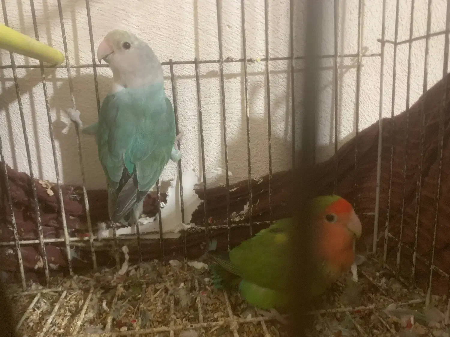 طوطی برزیلی نر و ماده|پرنده|اردبیل, |دیوار