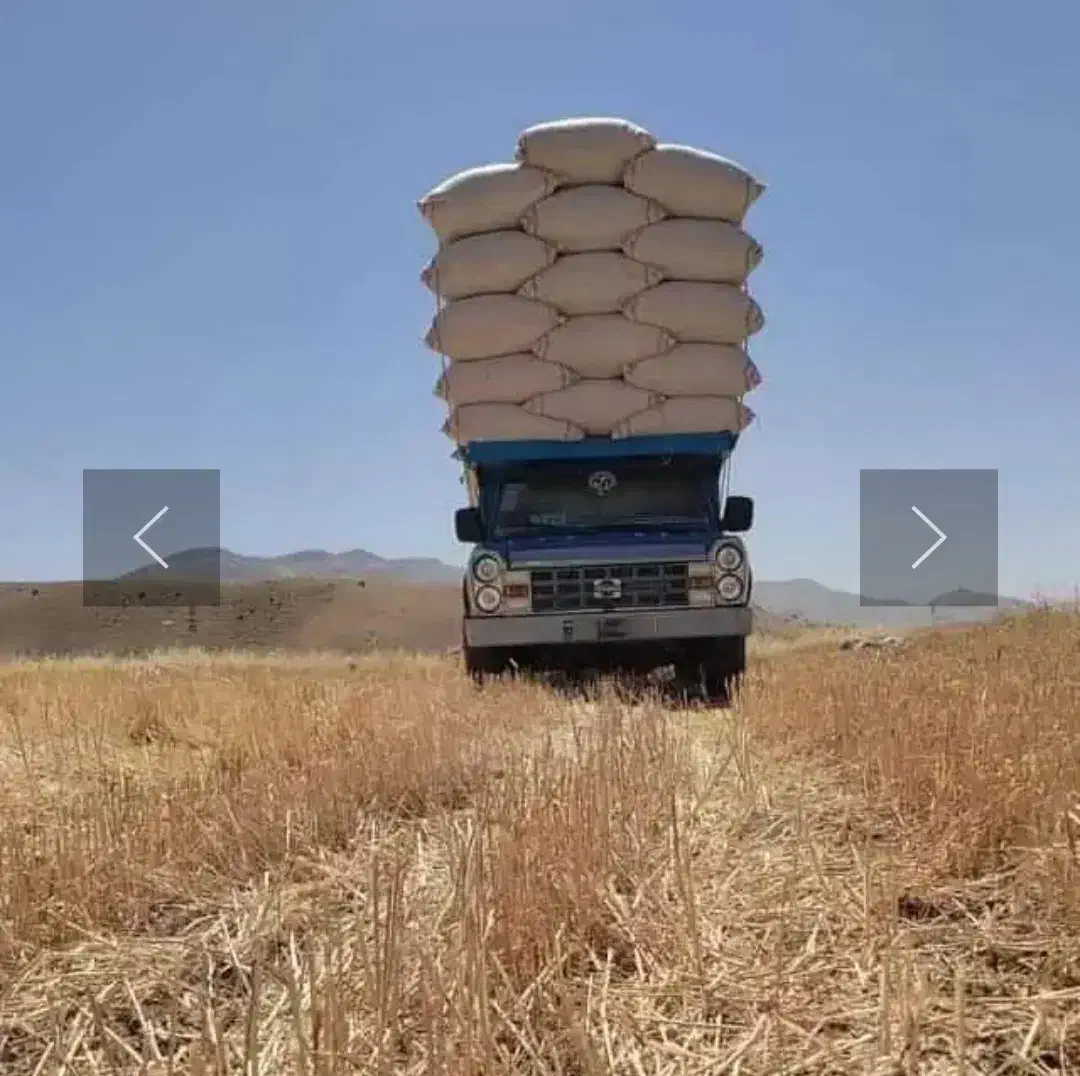 کاه گندم|لوازم جانبی حیوانات|رومشکان, |دیوار