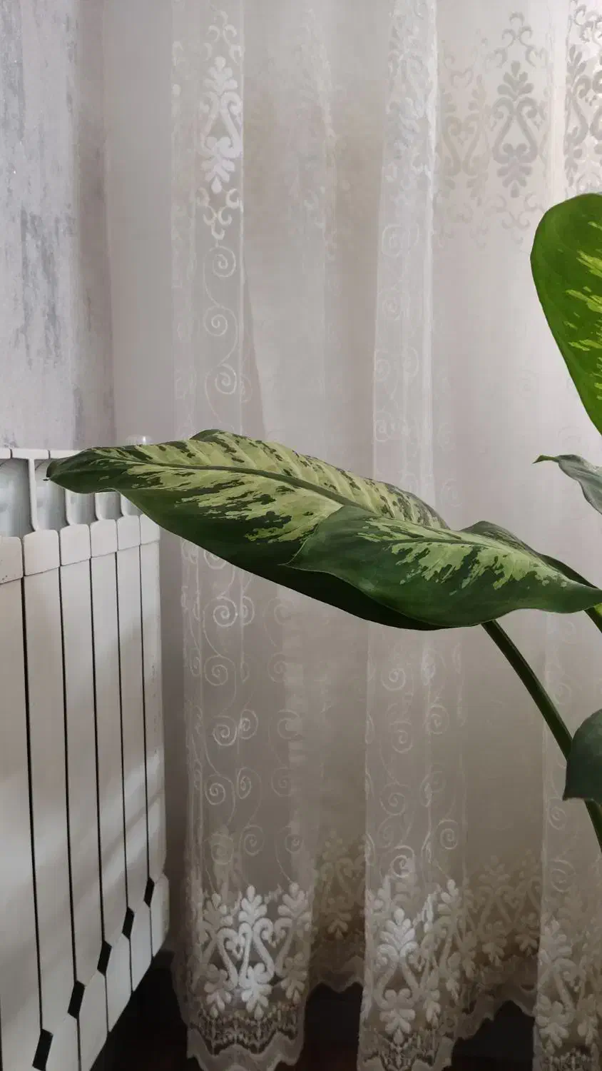 پرده پنجره ۵متری|پرده، رانر، رومیزی|قزوین, |دیوار