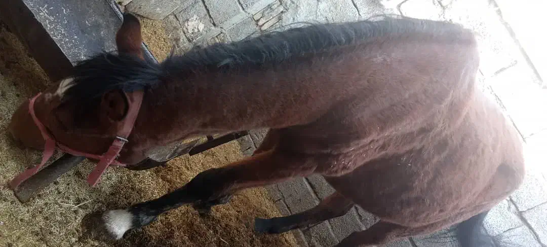 اسب مادیون عرب|اسب و تجهیزات اسب‌سواری|ماهان, |دیوار