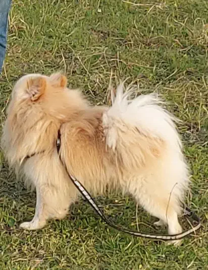 پامرانین اصیل وارداتی|سگ|رشت, حاجی آباد|دیوار