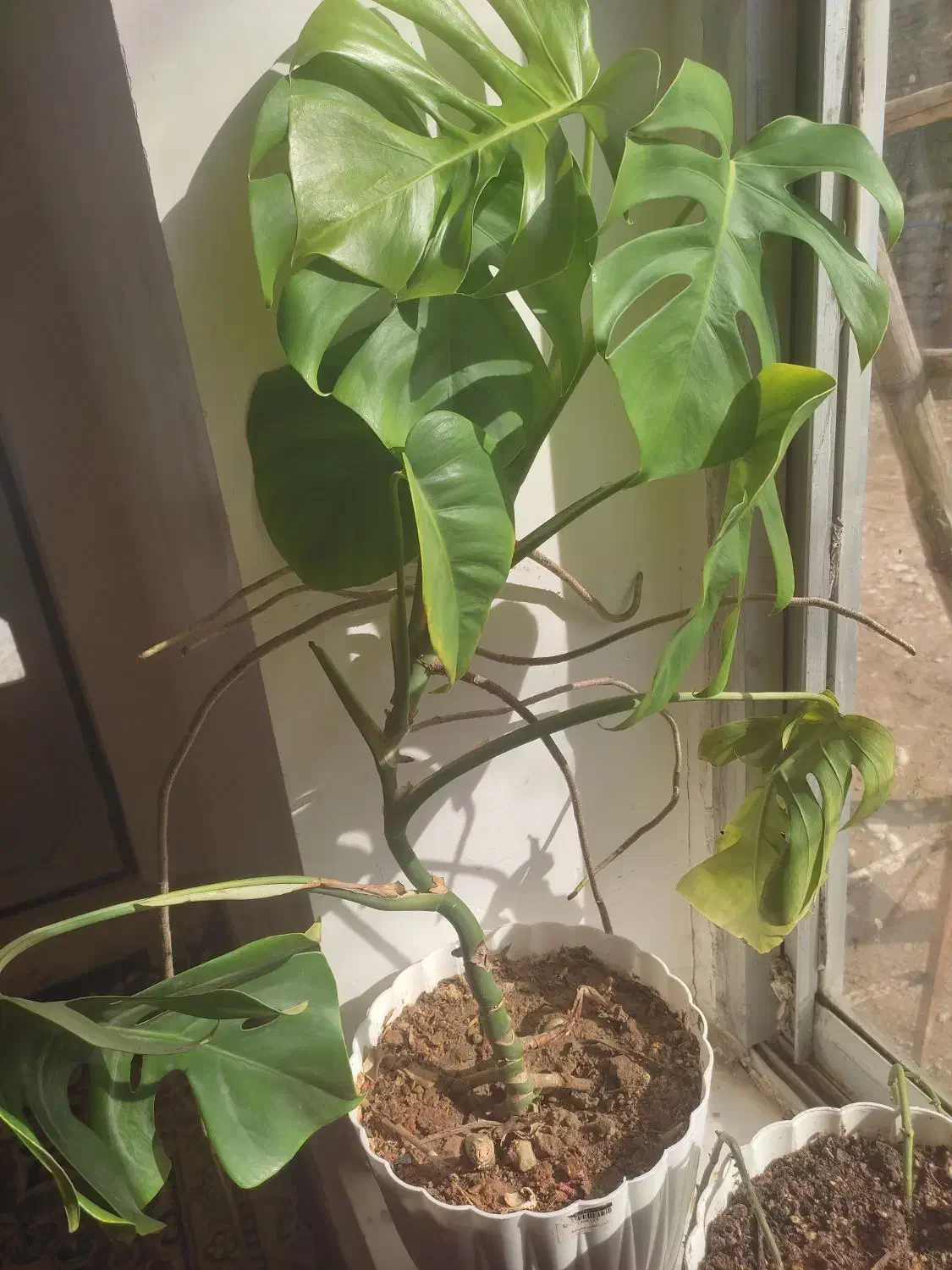 گل انجیری|گل و گیاه طبیعی|بجنورد, |دیوار