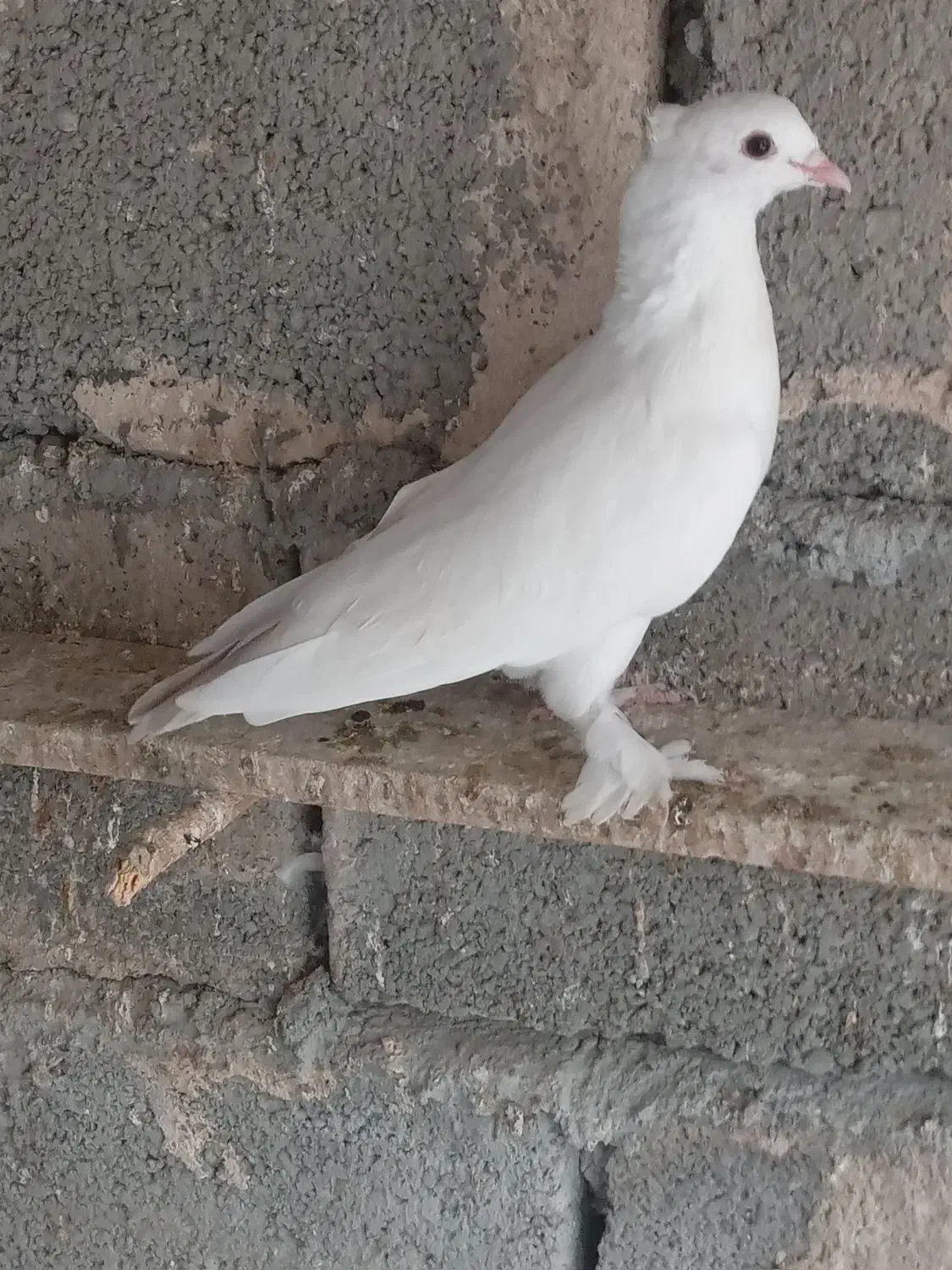 کبوتر گره ودرجاوجوجه گره|پرنده|بندرعباس, |دیوار