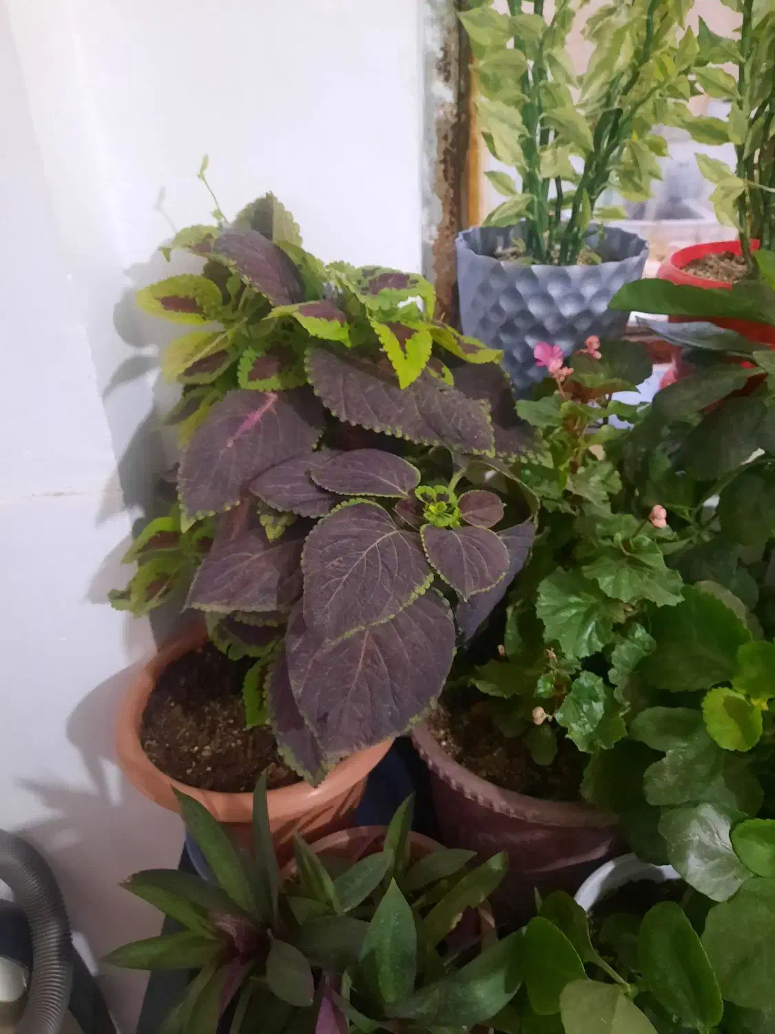 گل طبیعی|گل و گیاه طبیعی|بروجرد, |دیوار