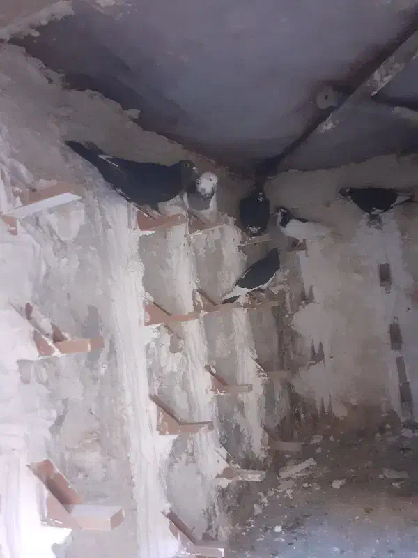 جونگ|پرنده|زرند, |دیوار