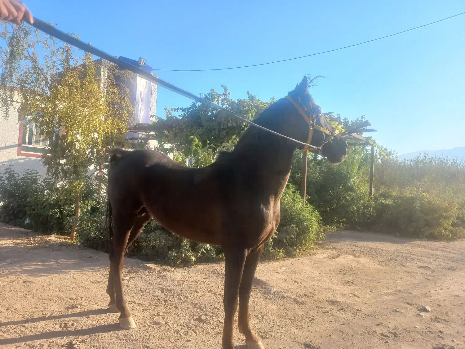 اسب نریان کرد|اسب و تجهیزات اسبسواری|مهریز, |دیوار