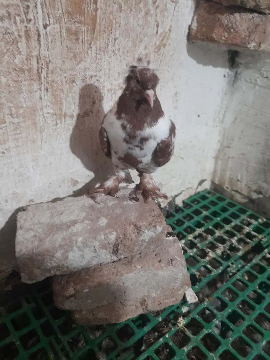 چیتی وقرمز|پرنده|اردبیل, |دیوار