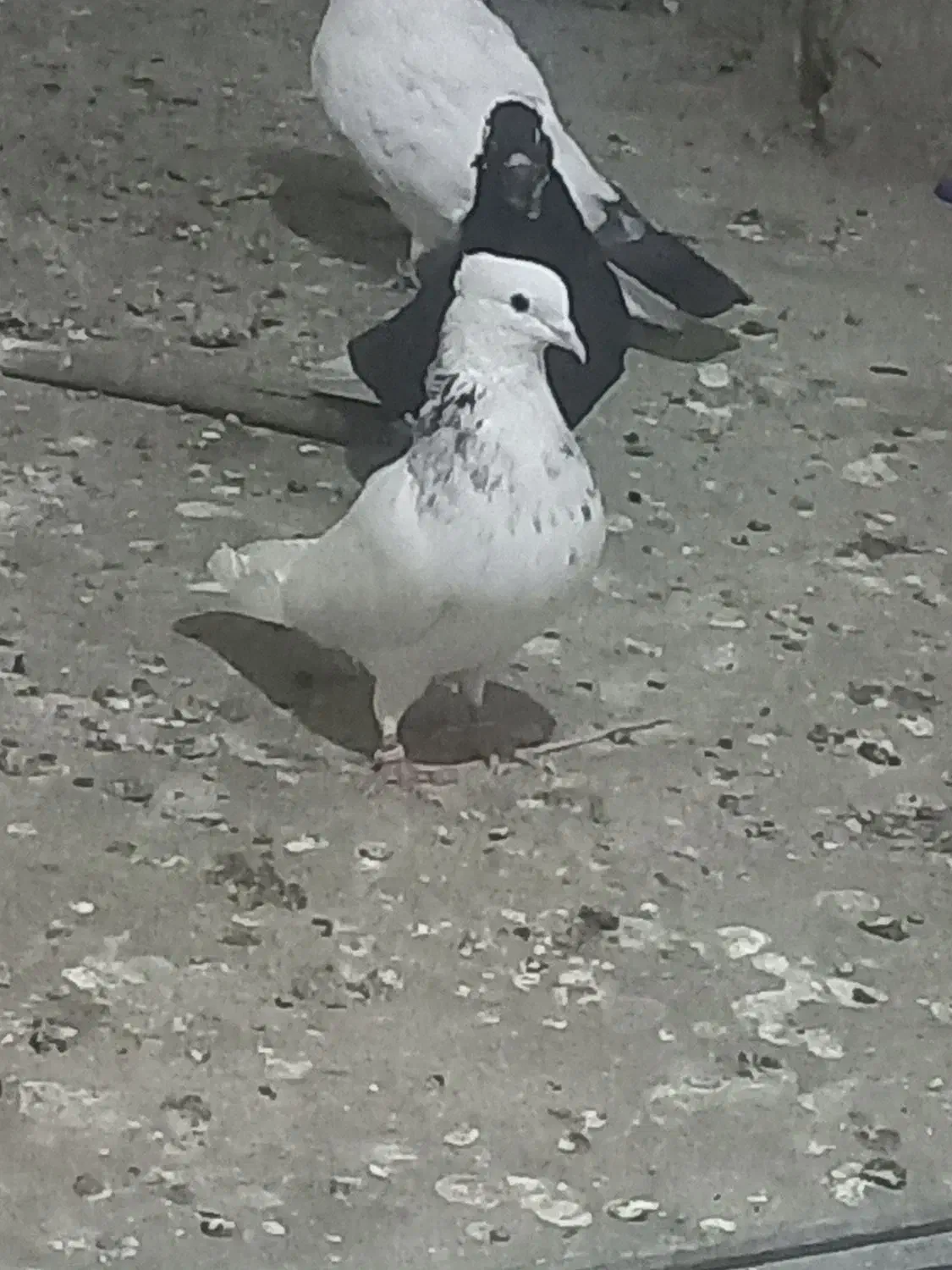 طوقی|پرنده|مسجد سلیمان, |دیوار