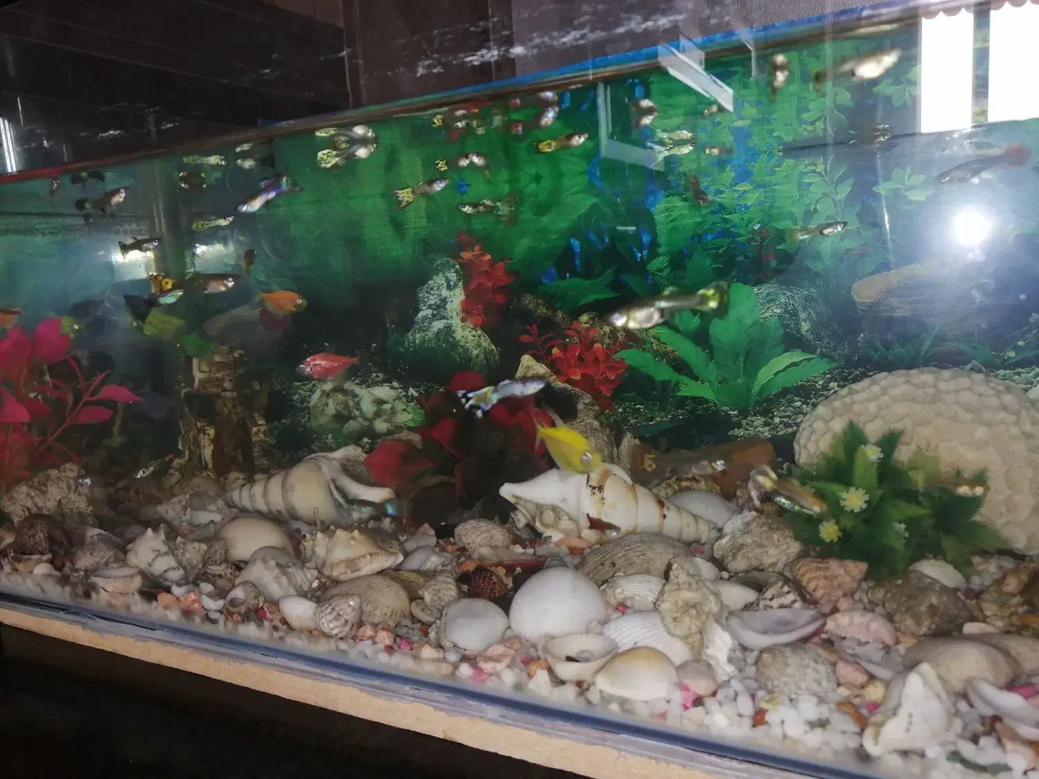 ماهی گوپی|ماهی|کازرون, |دیوار