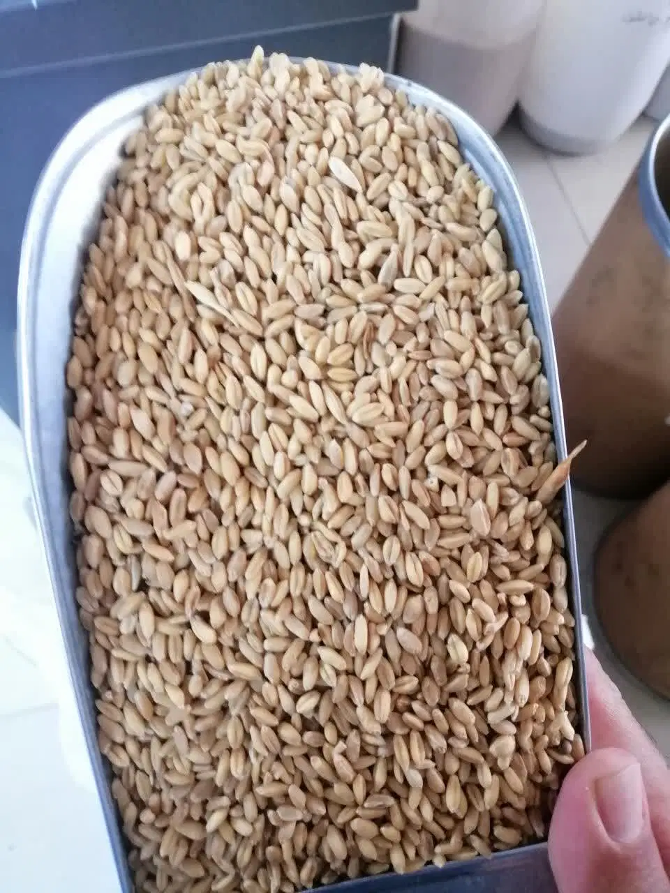 گندم|عمده‌فروشی|میبد, |دیوار