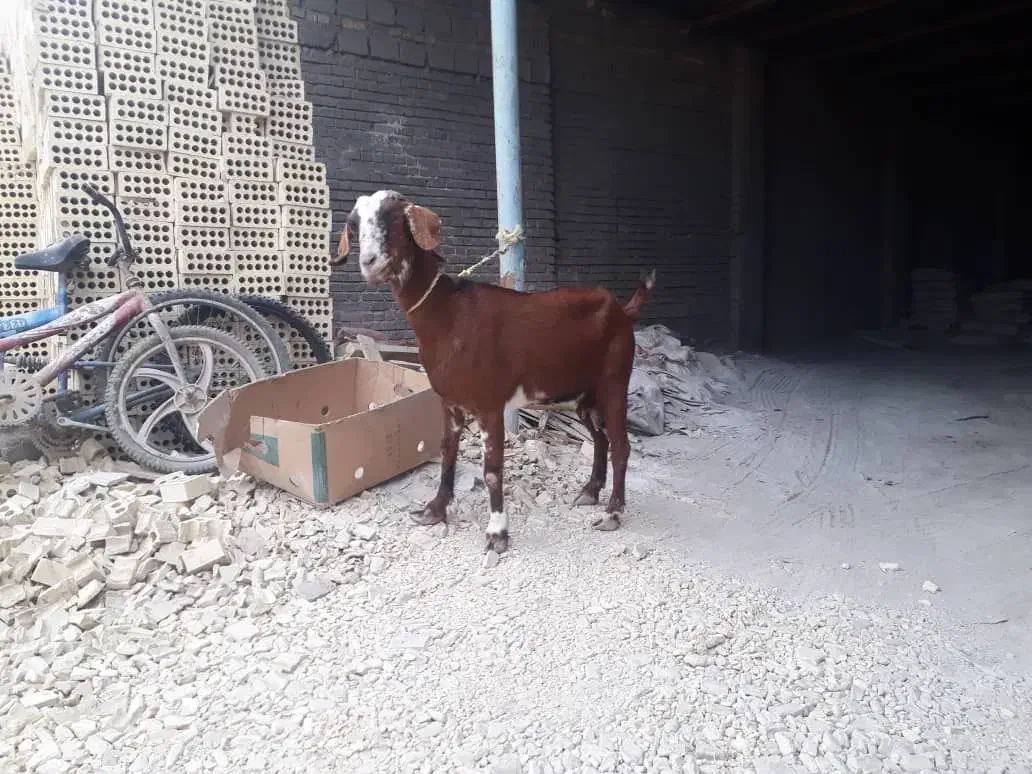 فروش بز|حیوانات مزرعه|آبادان, |دیوار