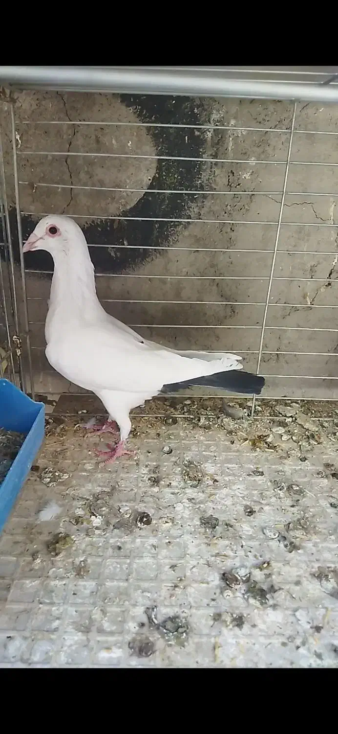 کفتر پرنده کبوتر دم سیاه سینه سرخ|پرنده|زارچ, |دیوار